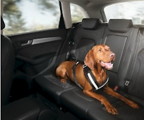 DOG PROTECTION BELT (SIZE S)